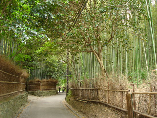 Weg durch den Bambuswald