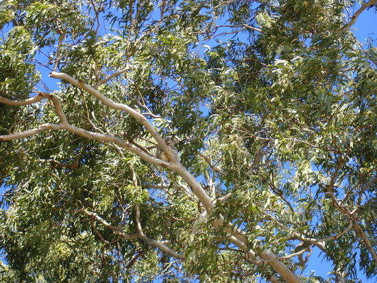 klein, aber fein zu erkennen , oder...