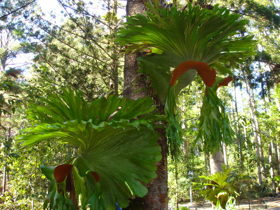 toll anzusehende Gewaechse an den Baumstaemmen