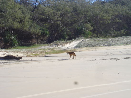 ...da steht er und schaut zu uns hinueber...unglaublich