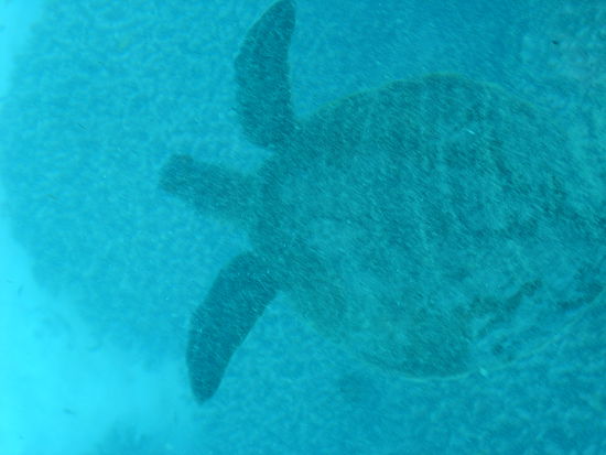 und sie begleitete uns heute auch...