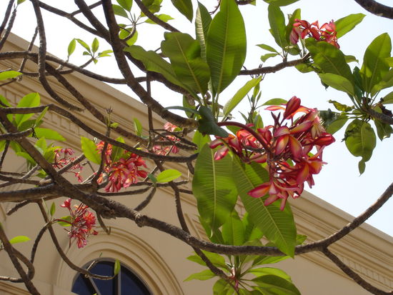 auch die Pflanzen und Blumen unbeschreiblich schön