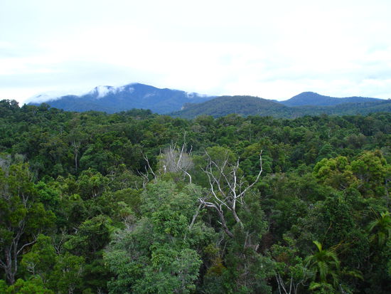 ...mit der Gondel ueber dem Regenwald zurueck