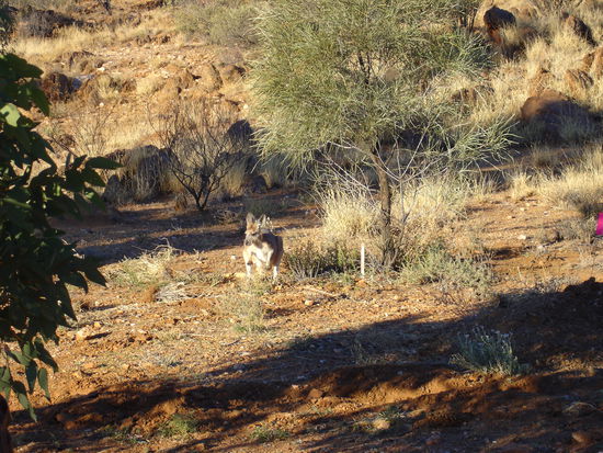 ...Kaenguru beim Futtern