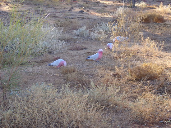 diese Vogelart sehen wir hier oft