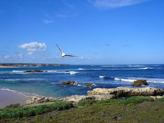diese Moewen sind echt im Tiefflug ueber uns hinweg geflogen
