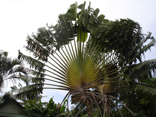 wunderschoene Palmen