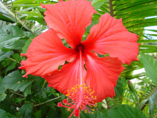 und Suedseeblumen in verschiedenen Farben