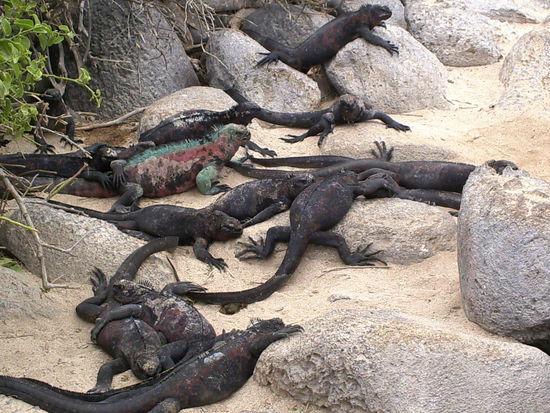 liegen hier einfach faul in der Gegend rum