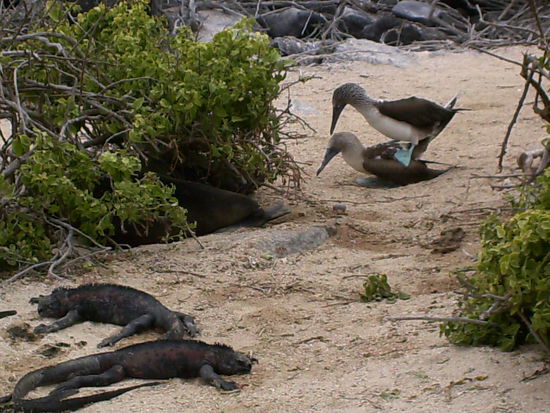 die Blaufuesstoelpel "hucke pack" und faule Leguane
