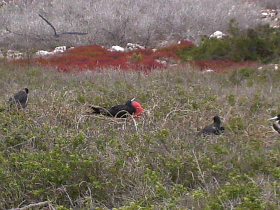 und ihre balzenden Fregattvoegel