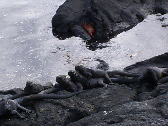 "hucke pack" scheint hier inn zu sein