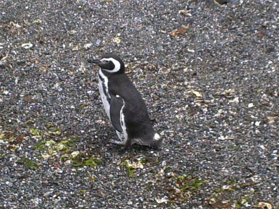 ..sieht so einsam aus..war er aber nicht...