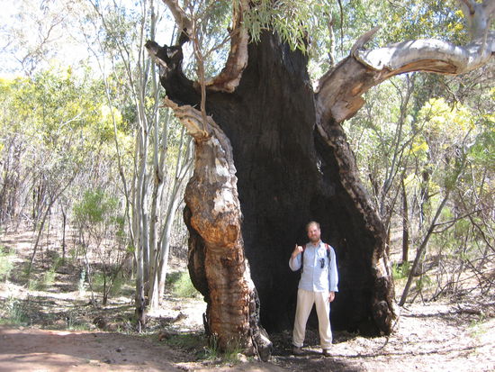 Heiko und seine Baeume... 