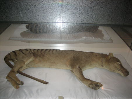 ein tasmanischer Tiger (inzwischen ausgestorben)