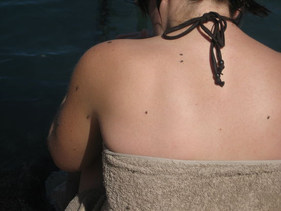 nein, das sind nicht viele Fliegen, wirklich nicht