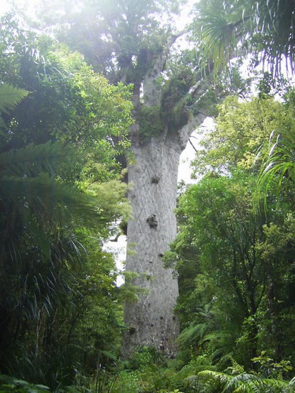 Größte Kauri-Baum