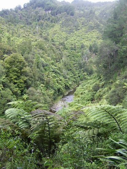 Blick von der Bridge in den Regenwald