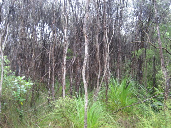 Forrest in Pupu-Springs