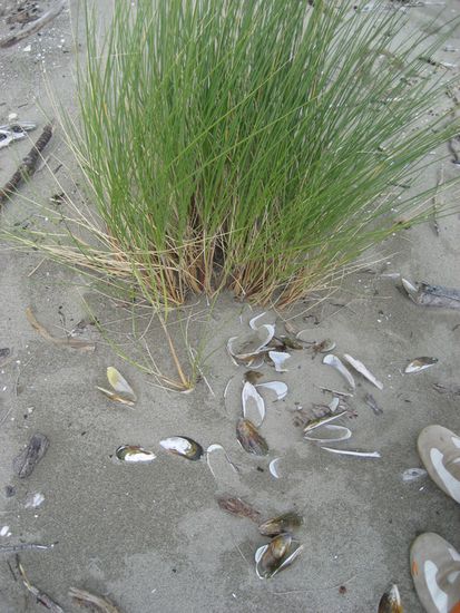 Strandgut in Abel Tasman NP - Golden Bay