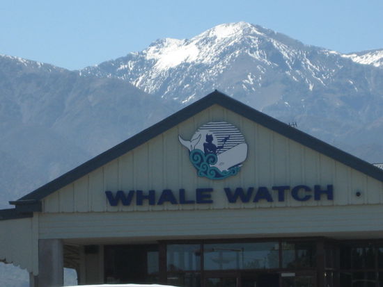 Whale-Wachting in Kaikoura