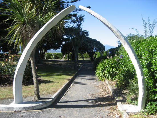 Org.-Knochen von Walen