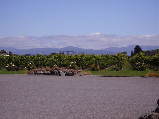 Weinfelder eingegrenzt von Rosenstöcken