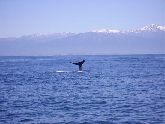 Und schnell taucht der Pottwal wieder ab.