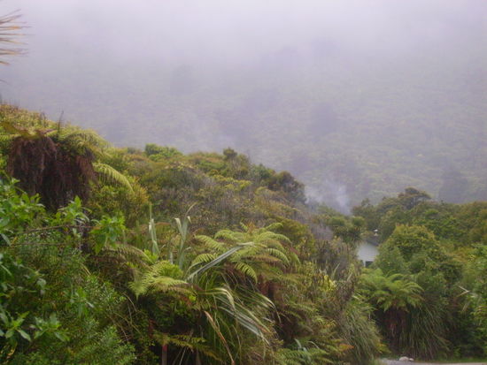 Ausblick von unserem Zimmerfenster in den Regenwald