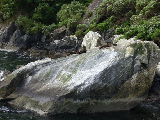 Schlafende Seehunde am Milford Sound