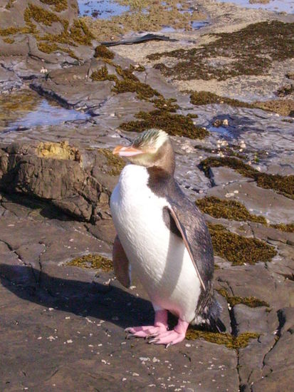Gelbaugen-Pinguin