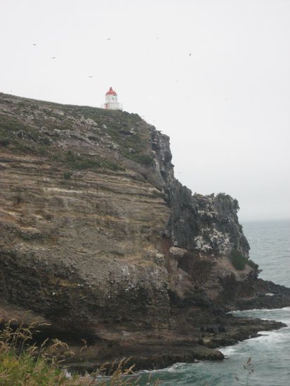 Albatross-Center, Dunedin-Penisula