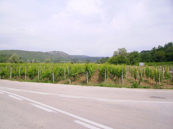 Weinfelder auf dem Weg nach Vrbnik