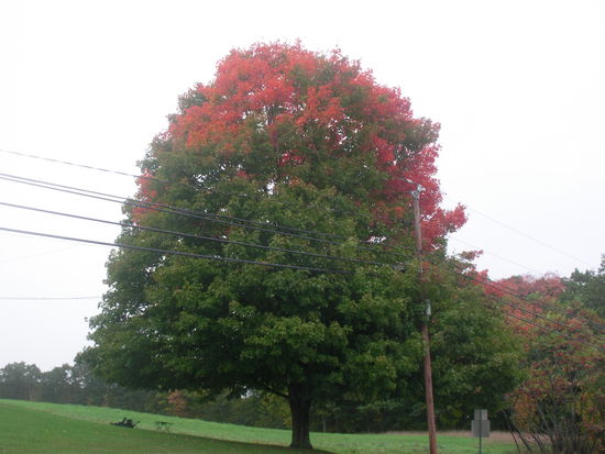 Ein Rotkäppchen Baum, gesehen in Maine.