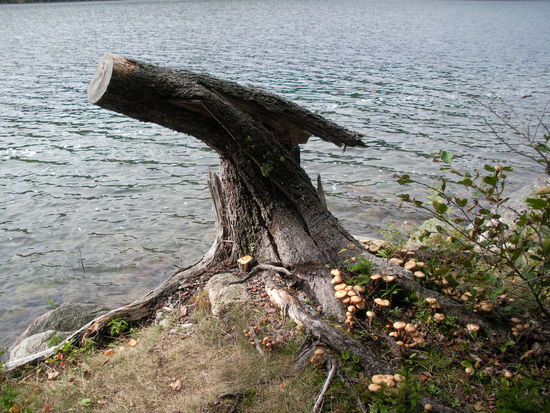 Achja Pilze fanden wir auch, wir ließen sie aber stehen