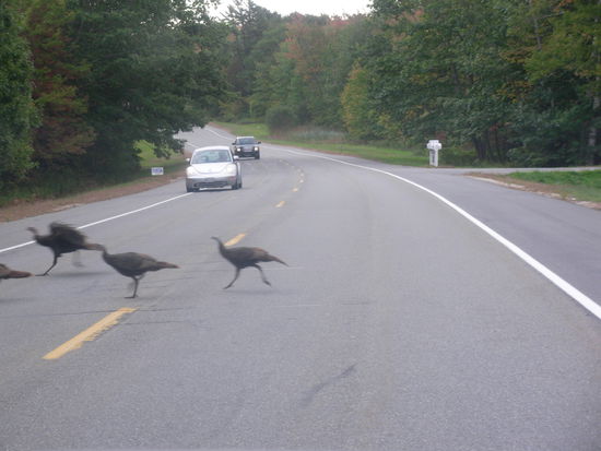 Turkeys auf der Flucht