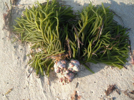 Stillleben am Strand von South Yarmouth.