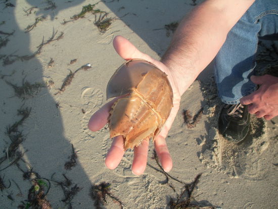 Nur eine leere Hülle von gewissen Schalentieren, in großer Menge am Strand zu finden.