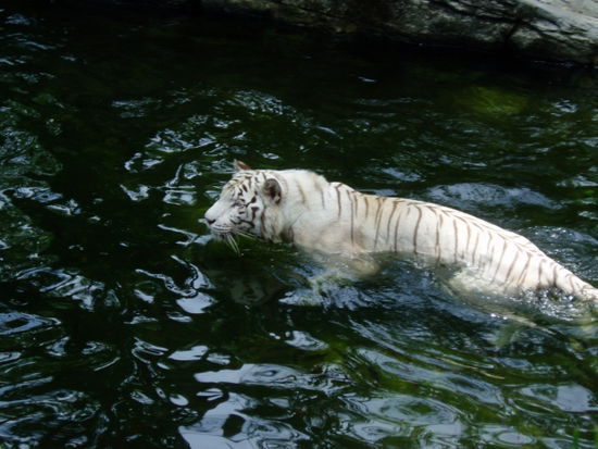 Weisse Tiger im Singapore Zoo