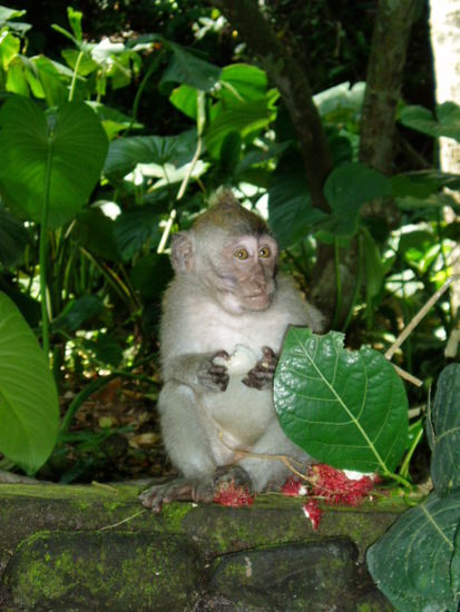 Monkey Forrest