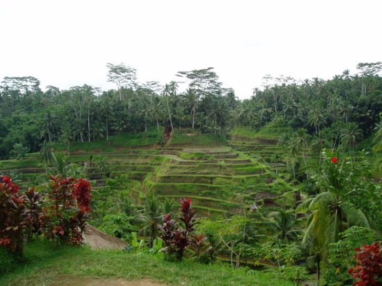 Reisterrassen bei Ubud