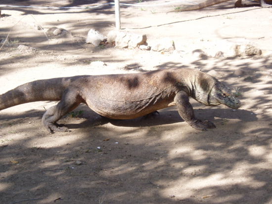 Ein kleinerer Komodo Waran