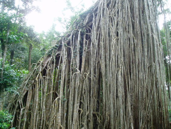 Ein Teil des Curtain Fig Trees