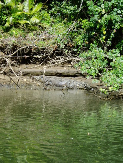 Ein ca. 5m grosses maennliches Salzwasserkrokodil