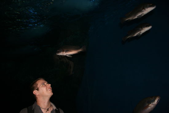 fliegende Fische in der Unterwasserwelt im
Siam Center (Bangkok)