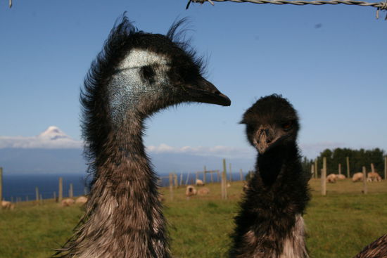 ...und die sind auch noch ganz zutraulich!