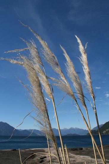 Nur dort, wo die Lavaströme in den See flossen, gibt es schwarze Sandstrände. Sonst reicht der dichte Urwald bis ans Wasser.