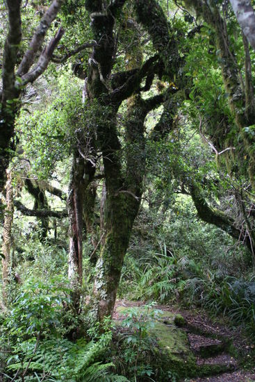 Mount Egmont National Park