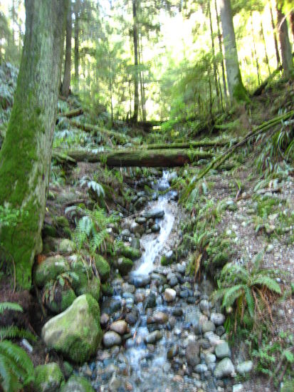 kleiner Creek im Park