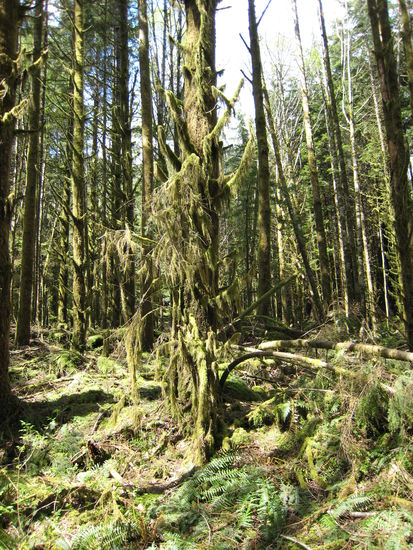 kann manchmal schon fast etwas duester aussehen... die Baeume sind extrem mit Moos behangen